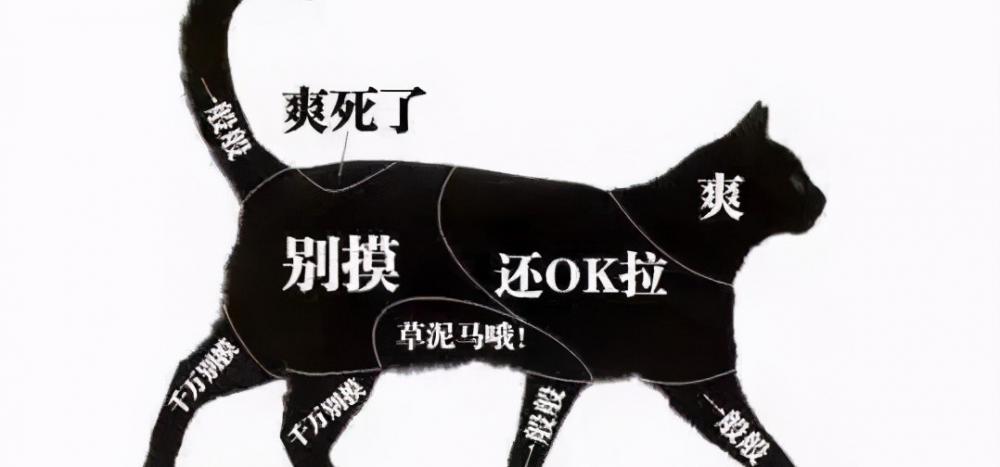 阿米其et电动车价格（为什么一拍猫咪屁股）
