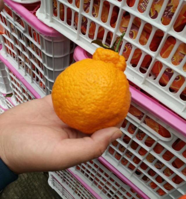 郑州万邦蔬菜批发市场价格表（河南郑州万邦市场4月10号部分果蔬批发价格）