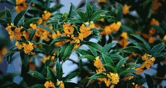临沂桂花价格暴跌（再不赏桂就晚了）