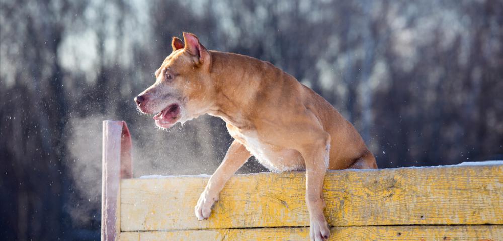 黑狼犬价格（这4种狗）