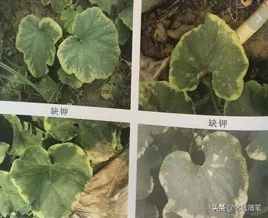 氣死牛微耕機價格（一文帶你了解農業重茬問題以及措施）
