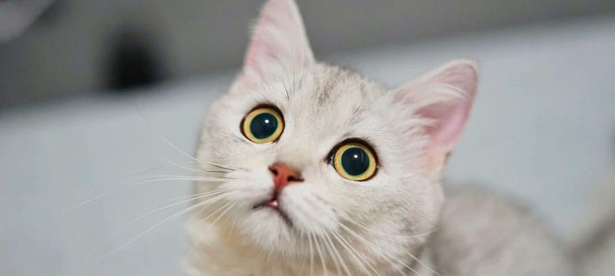 折耳猫价格（国内）