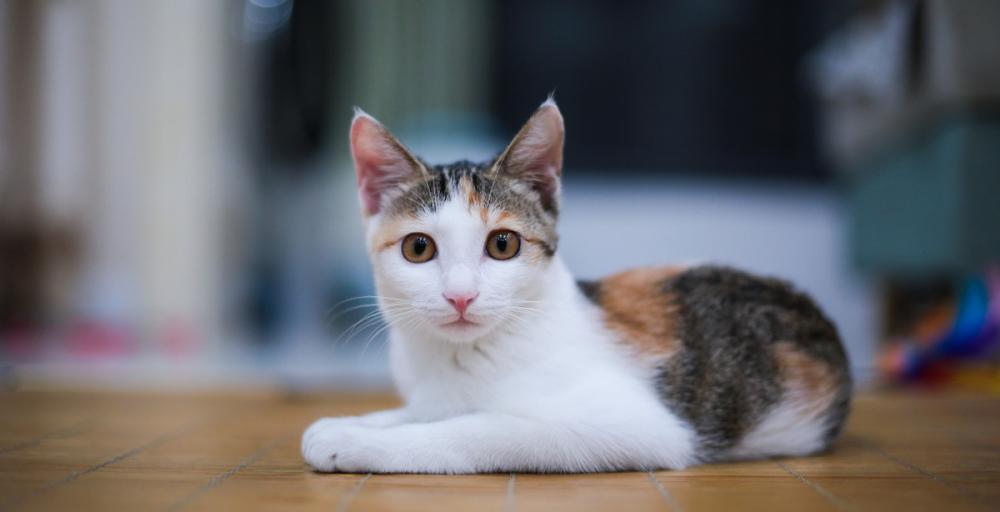 虎斑猫价格（三款国产猫）