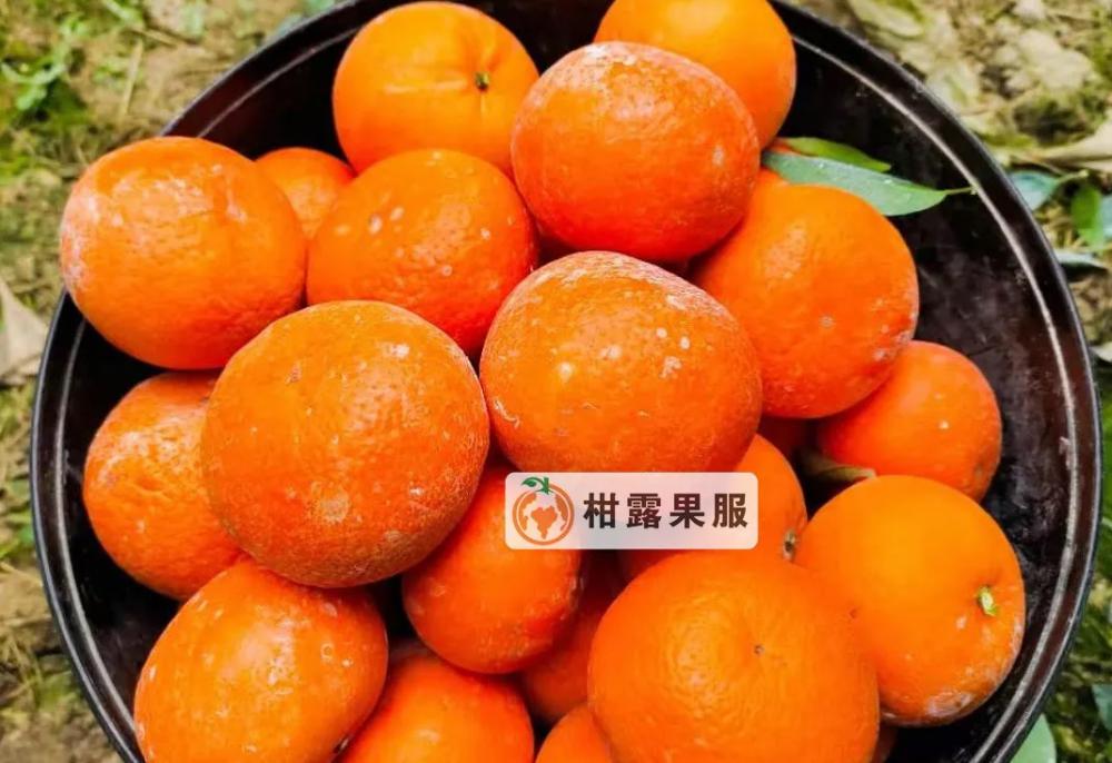 沃柑價格（2月25日柑橘行情）