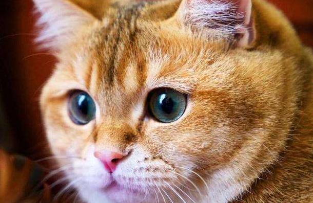 狸花猫价格（新手养猫）