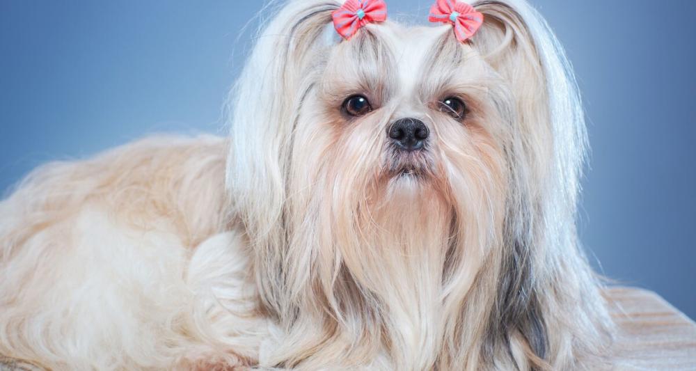 西施犬价格（西施犬）