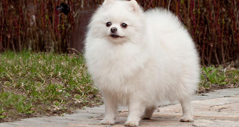 马尔济斯犬多少钱一只（养狗就养这6种）