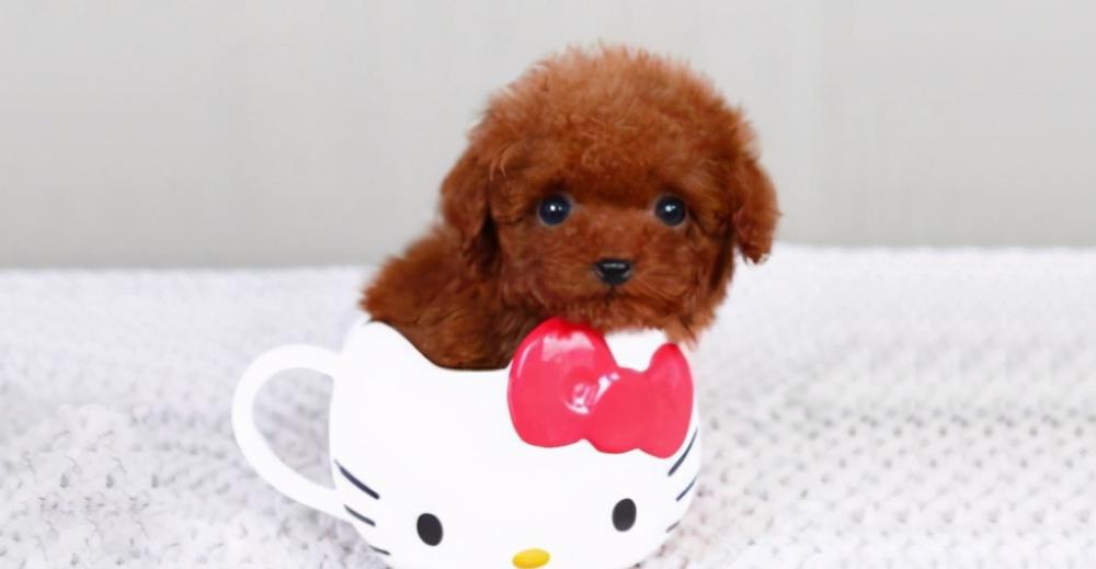 博美犬多少钱一只（那些便宜又好养的6种小型犬）