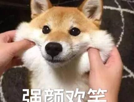 萨摩耶犬多少钱一只（狗界）