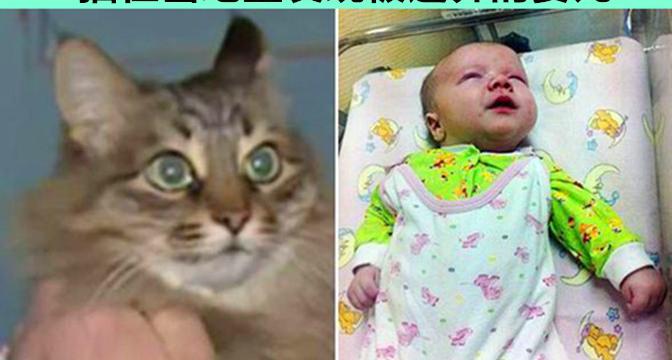 虎斑猫多少钱一只（听起来难以置信）