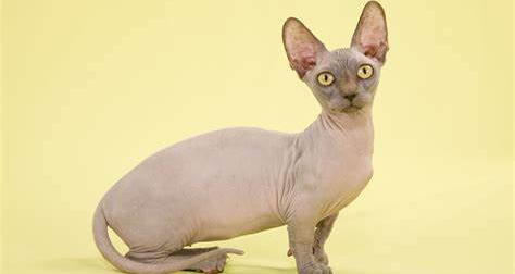 曼基康猫多少钱一只（这些无毛猫）