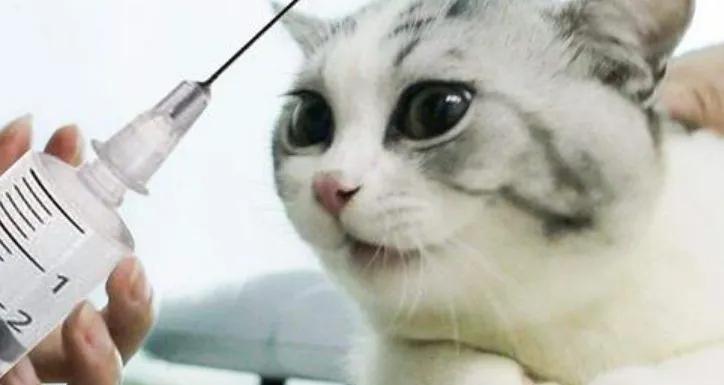给猫打疫苗要多少钱（十问铲屎官）