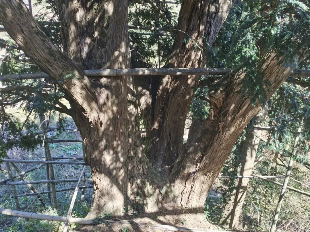 香榧价格是多少钱一斤（价格大幅跳水）