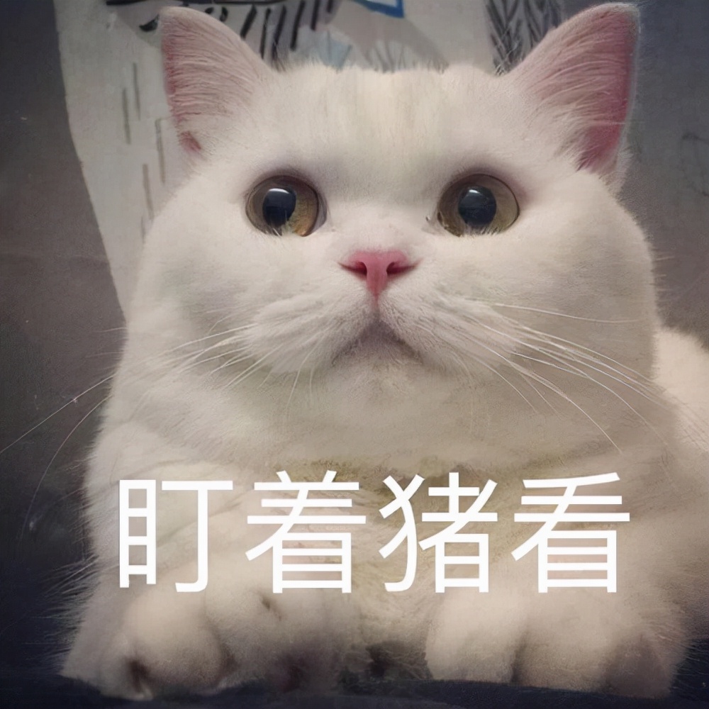 布偶猫价格多少钱一只（最）