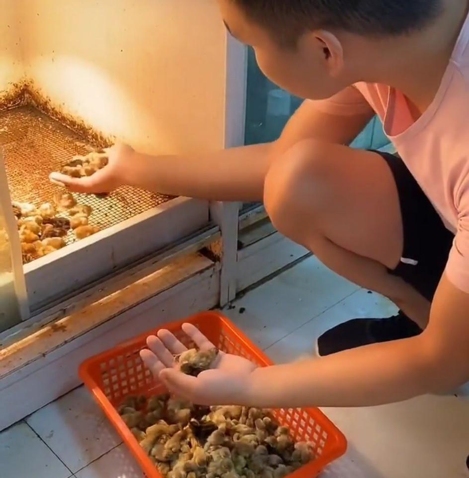 芦丁鸡多少钱一只（世界上最小的鸡）