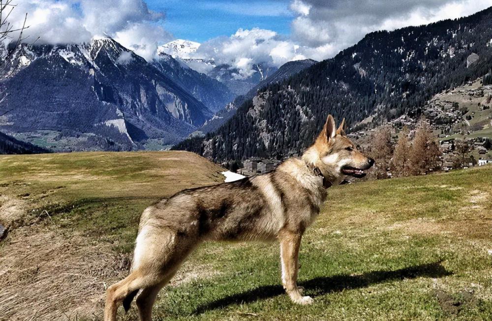 捷克狼犬多少钱一条（百科）