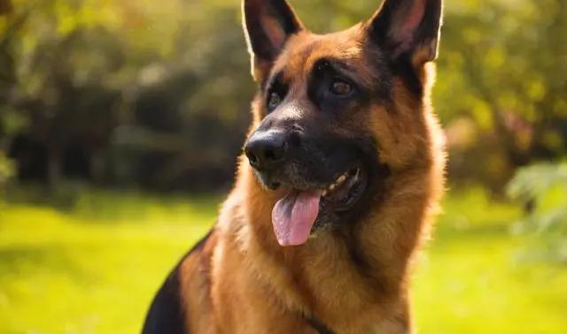巨型贵宾犬多少钱一只（这6种大狗没有被）