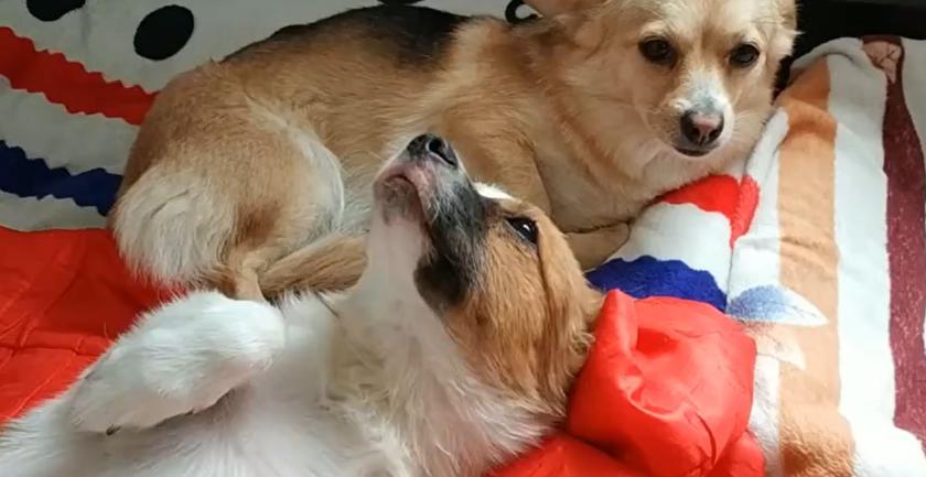 松狮犬多少钱一只（狗界7大）