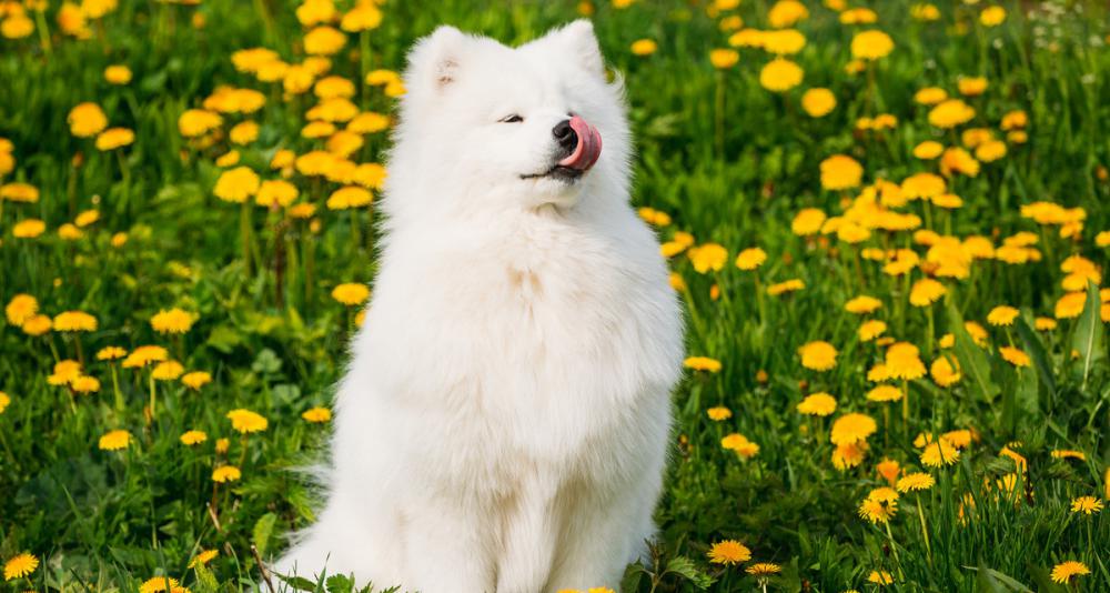 捷克狼犬多少钱一条（没有）