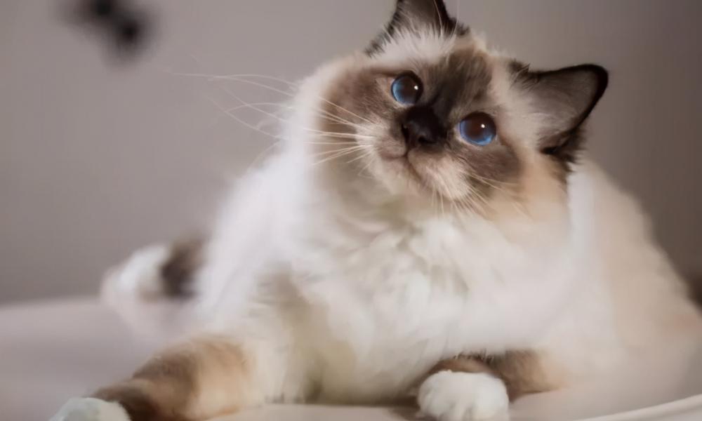 英国短毛猫多少钱一只（最适合）