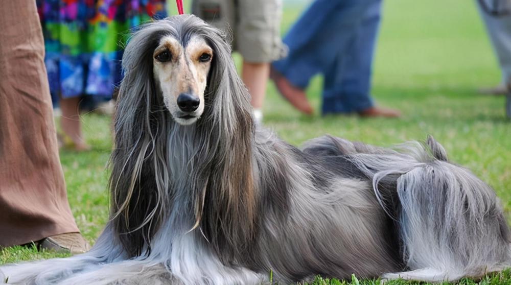 萨摩耶犬多少钱一只（这几种狗）