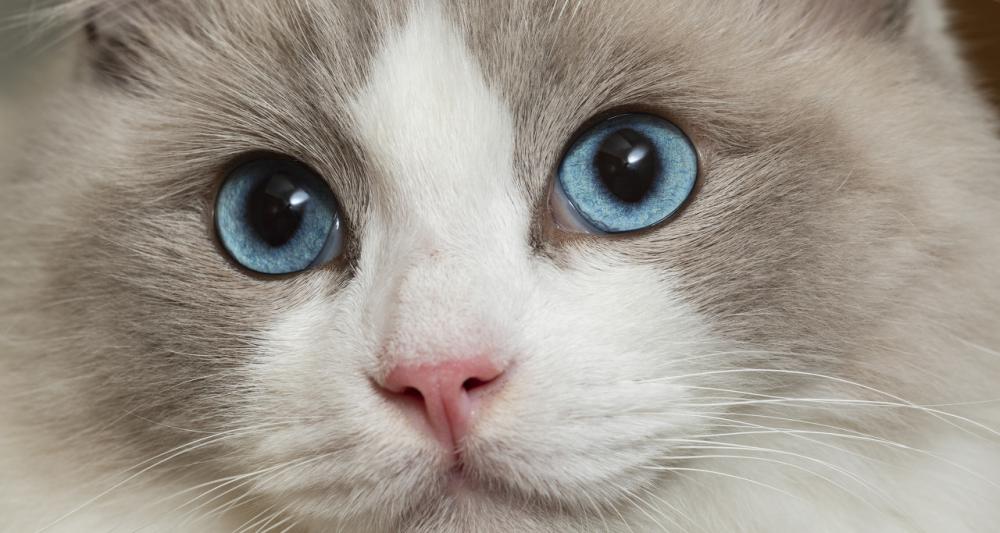 布偶猫多少钱一只（布偶猫多少钱一只）