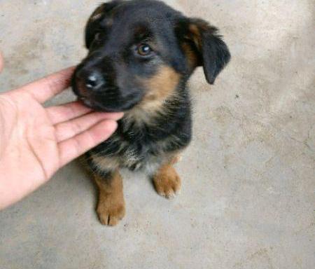 广州德国牧羊犬多少钱（托关系买的德国牧羊犬）