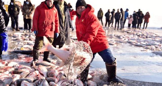 查干湖的魚多少錢一斤（查干湖頭魚賣出2999999元）