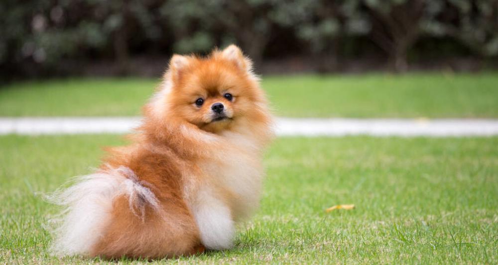 博美狗狗多少钱一只(盘点博美犬的优缺点)
