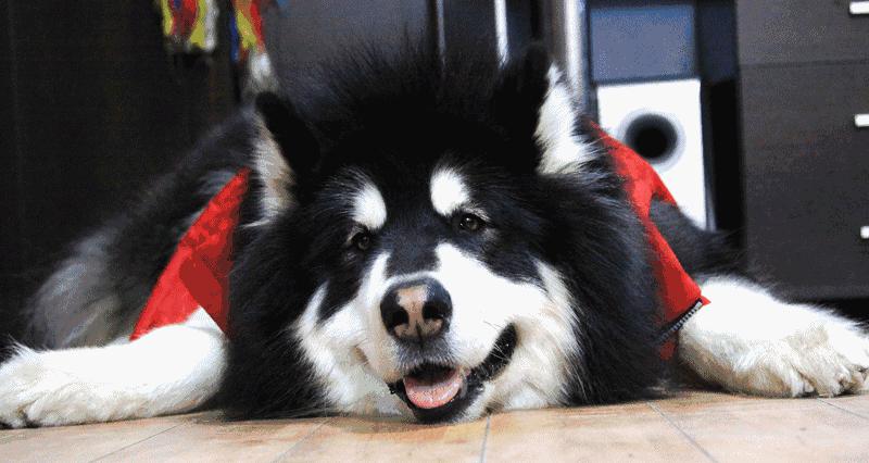 阿拉斯加犬多少钱一只（阿拉斯加犬）