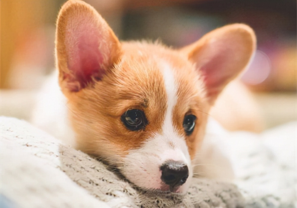 马尔济斯犬多少钱一只（原来这7种狗）