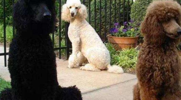 巨贵犬多少钱一只（养狗会暴露经济实力）