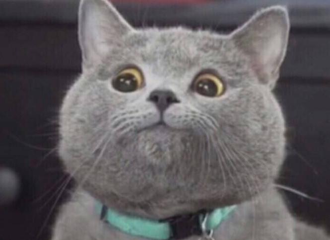 养猫一个月多少钱（养猫成为新的炫富方式）