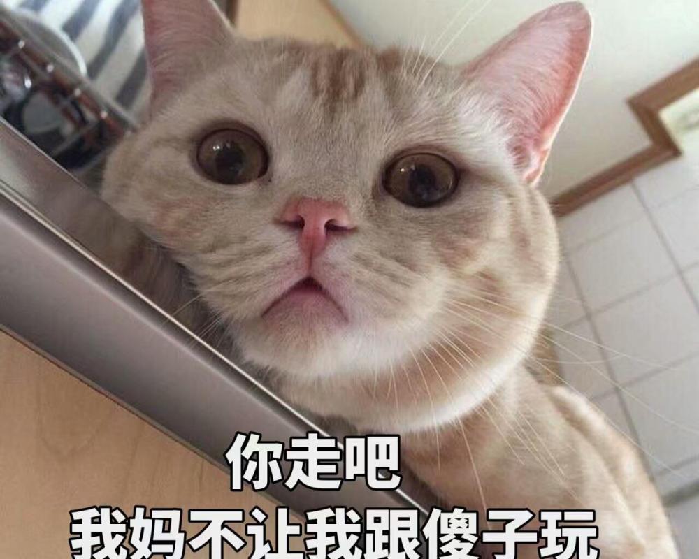 缅因猫多少钱一只（养这些猫很）