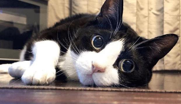 俄罗斯蓝猫多少钱一只（这几种猫）