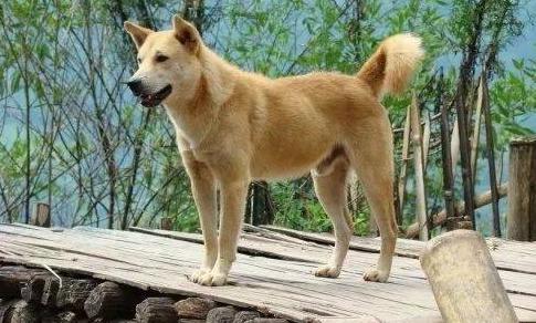 吉娃娃狗多少钱一只（这五种狗狗）