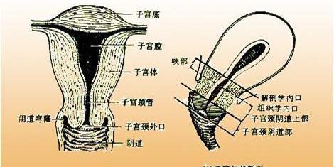 子宫锥切手术多少钱（谈谈宫颈那些事）