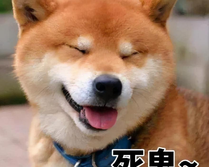 柴犬价格多少钱一只（柴犬）