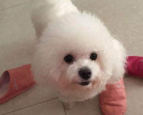 比熊犬多少钱一只（在狗市场）