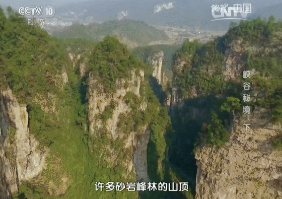 茅岩莓茶多少钱一斤（注意）