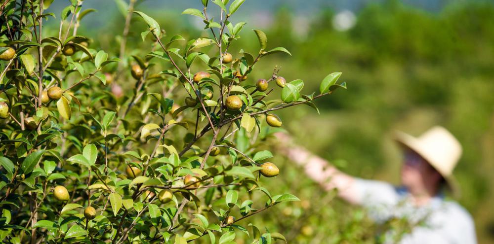 油茶苗多少钱一颗（油茶树前景良好）