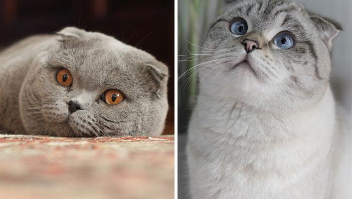 曼基康猫多少钱一只（被明星热捧）