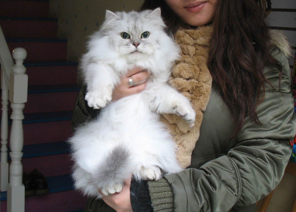 金吉拉猫多少钱一只（为什么国内养金吉拉的人这么少）