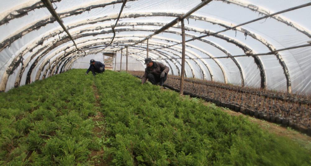 蔬菜大棚造价每亩多少钱（大棚种植一亩地投入多少钱）