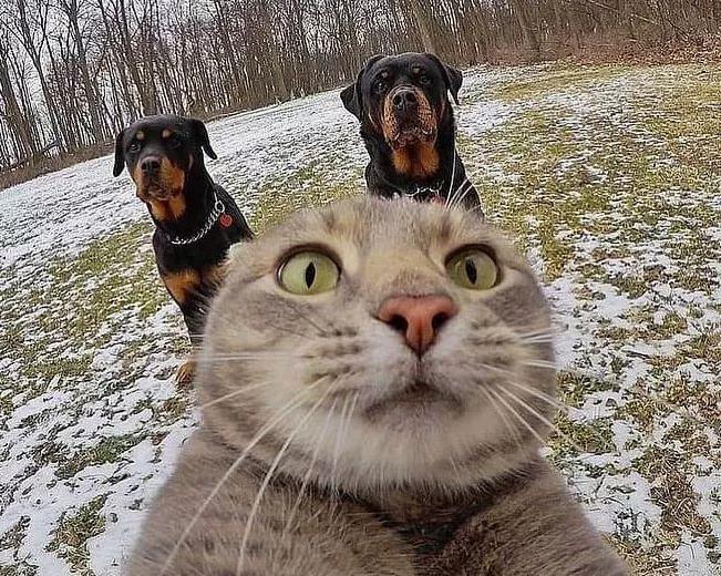 金吉拉猫多少钱一只（这几种猫不能随便养）