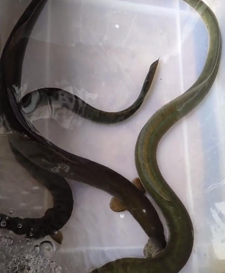 鳗鱼价格是多少钱一斤（广州男子珠江钓起3条罕见河鳗）