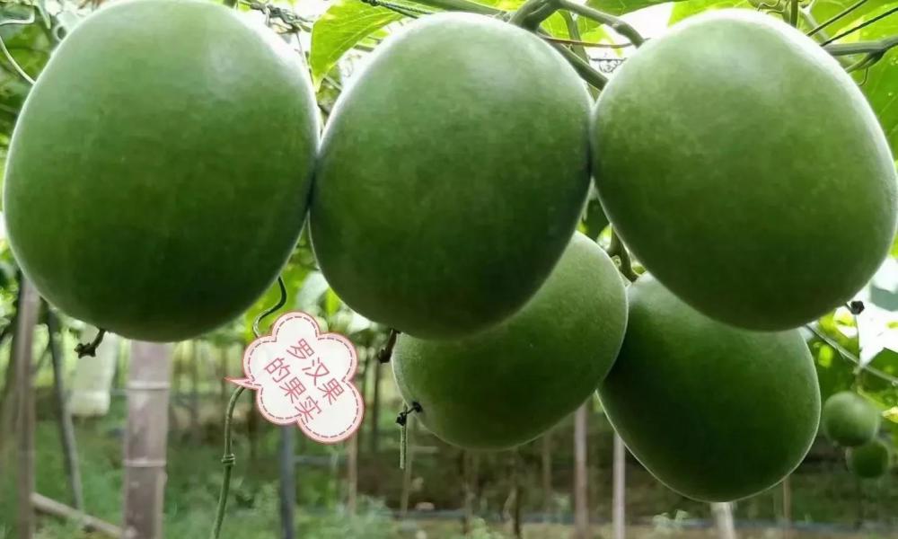 羅漢果價(jià)格多少錢(qián)一斤（不想打工怎么辦）