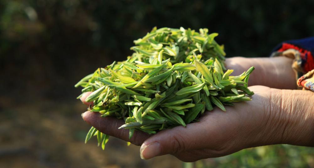 太平猴魁茶叶多少钱一斤（来聊聊喝茶）