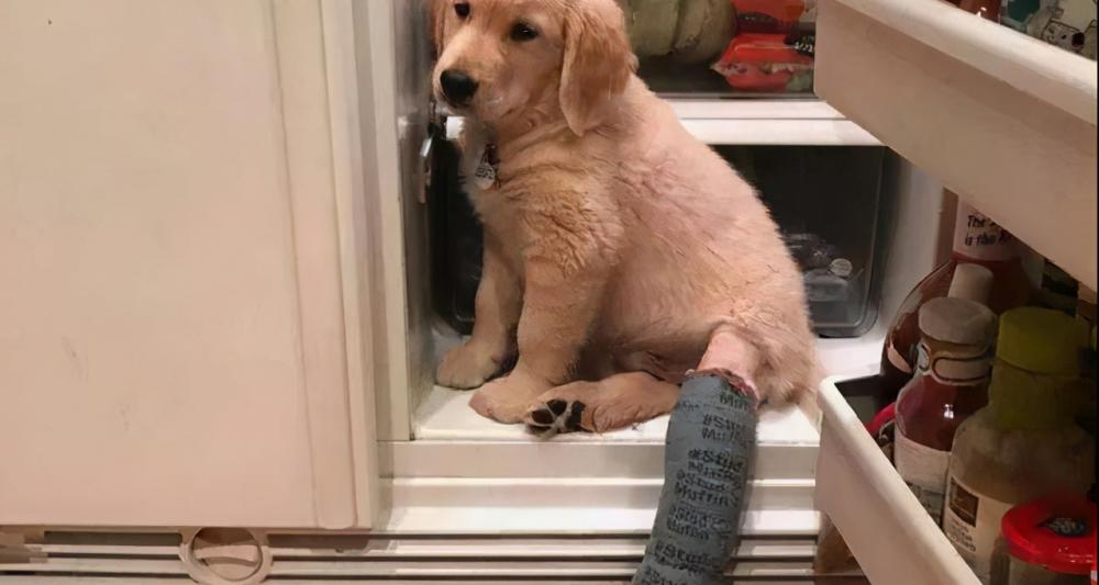巨贵犬多少钱一只（饲养费）
