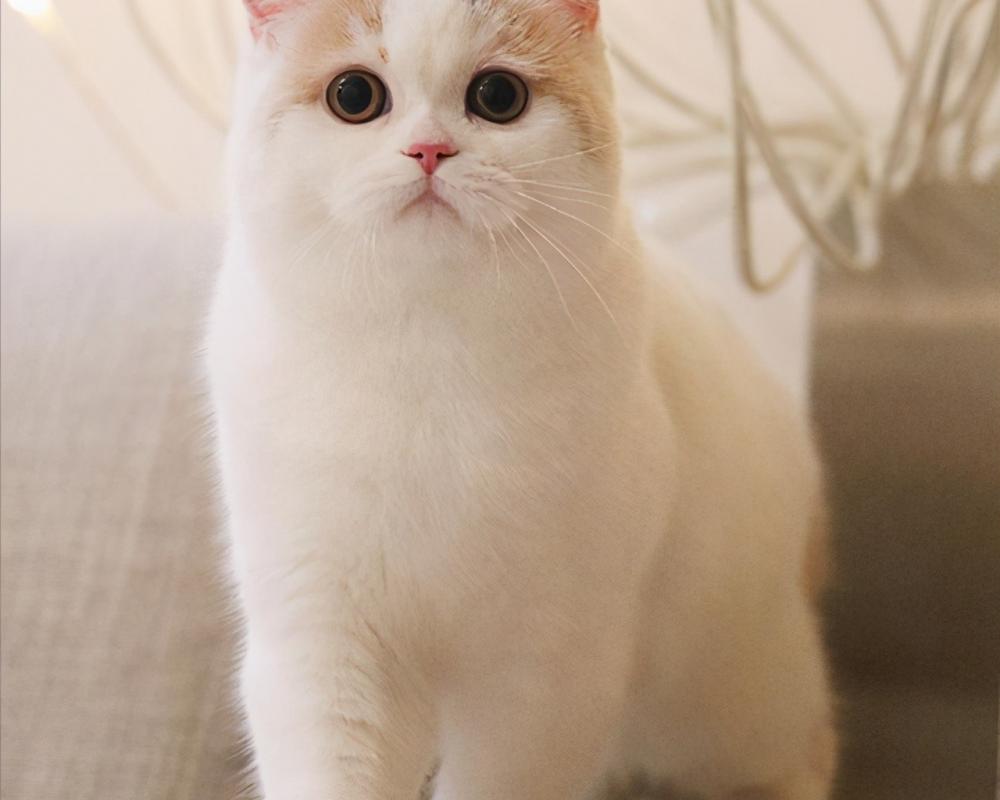 金渐层猫多少钱一只（300和3000的猫有什么区别）